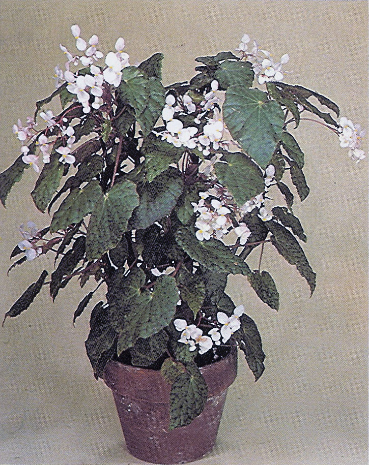 B. ‘Perle de Lorraine’
